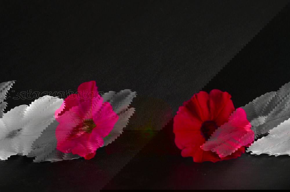 Similar – Image, Stock Photo poppy Decoration Summer