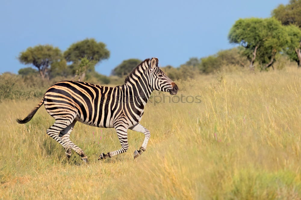 Similar – zebras Wild animal 3