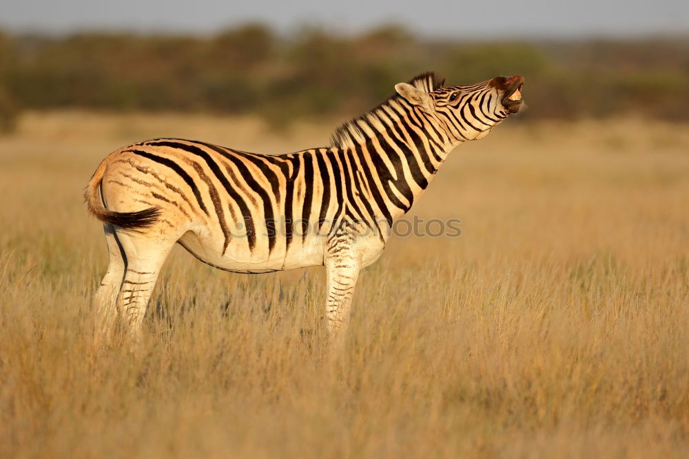 Similar – Image, Stock Photo Isolated zebra in the savannah