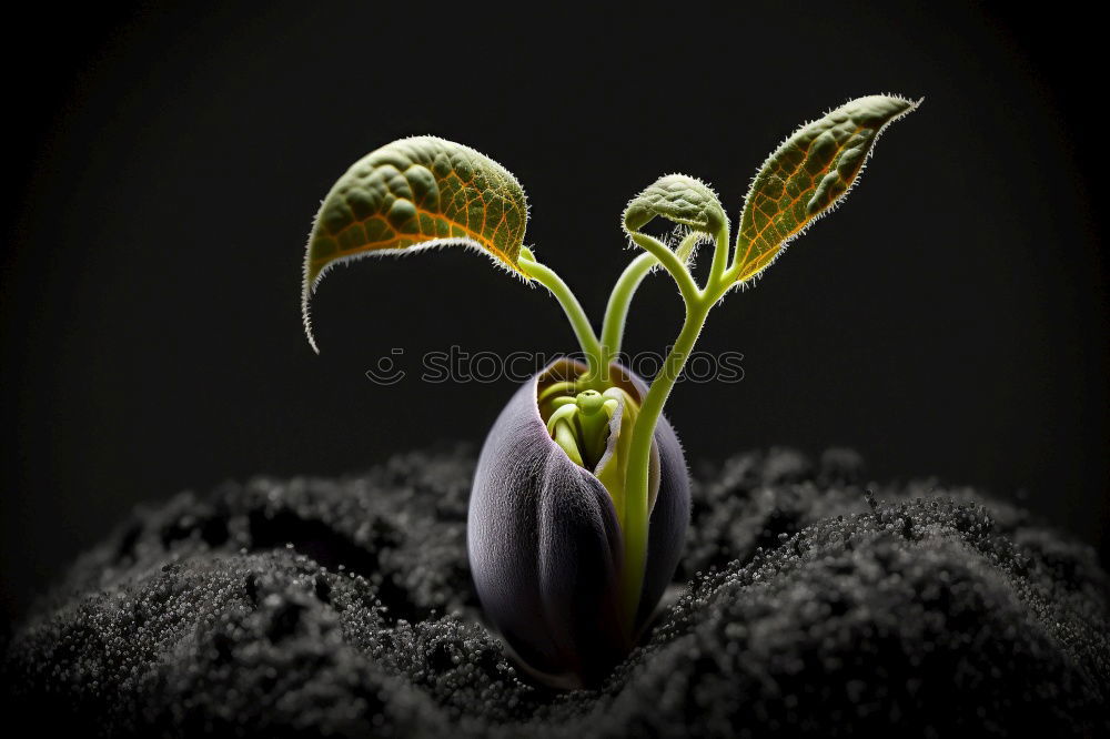 Similar – Ornamental garlic buds, allium, bud,