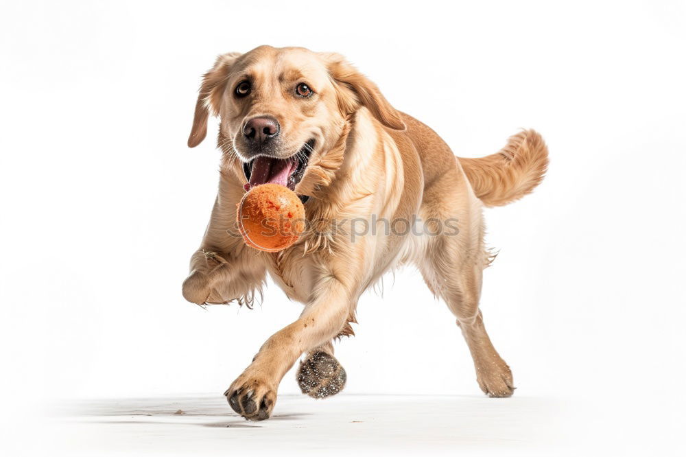 Similar – Image, Stock Photo The dog I like …