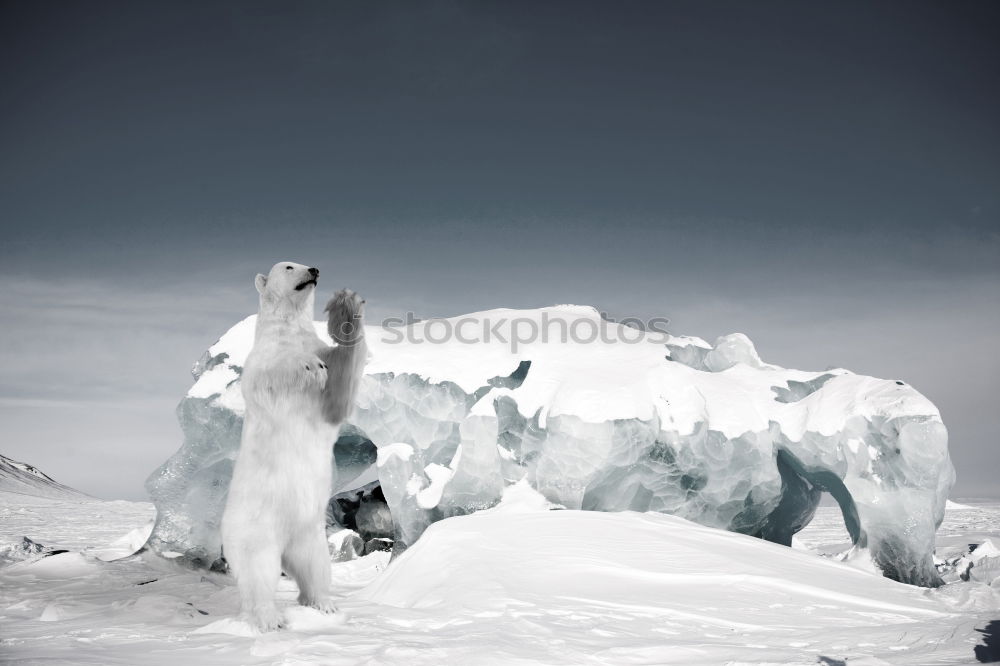 Similar – Image, Stock Photo Ice giants (Matanuska Glacier)