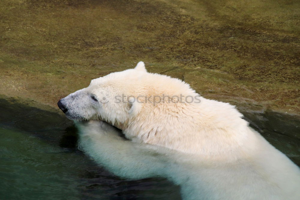 Similar – Foto Bild Eisbär Tier Zoo Aalborg