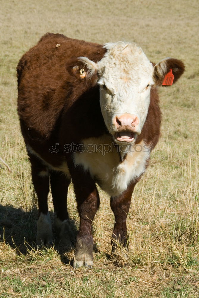 Similar – Image, Stock Photo When I’m cuddled …. Cow