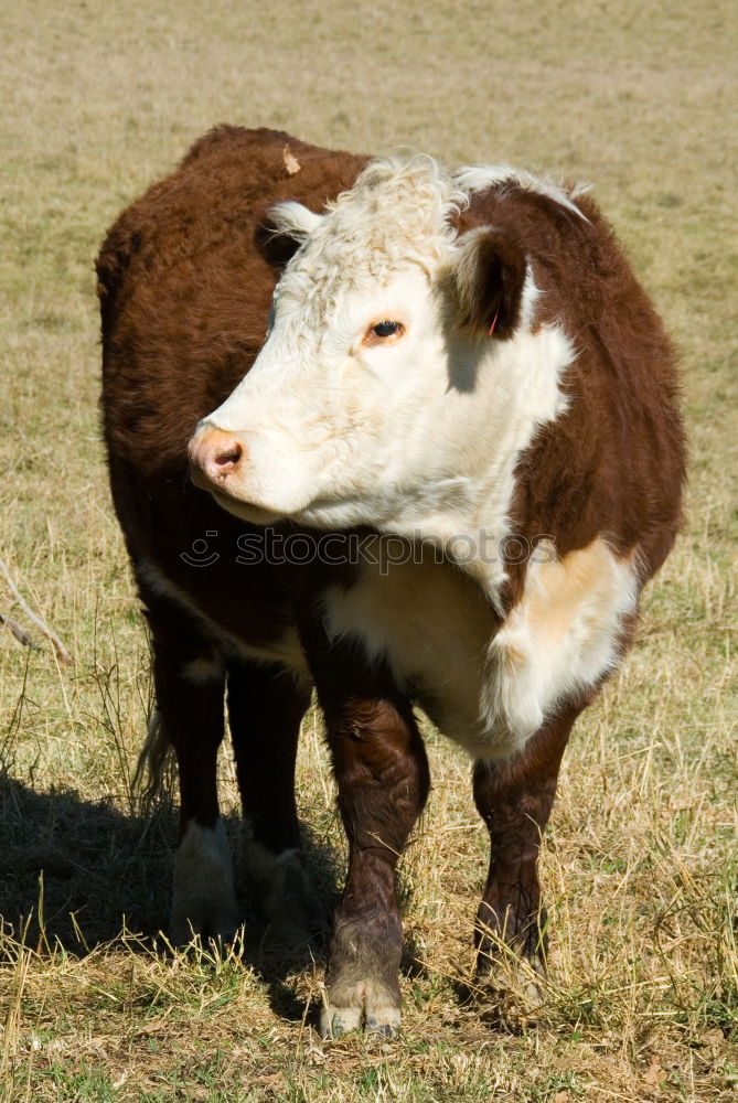 Similar – Hornochs’ Agriculture