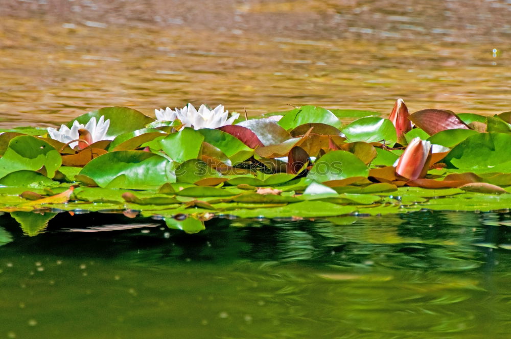 Similar – Frog in the pond