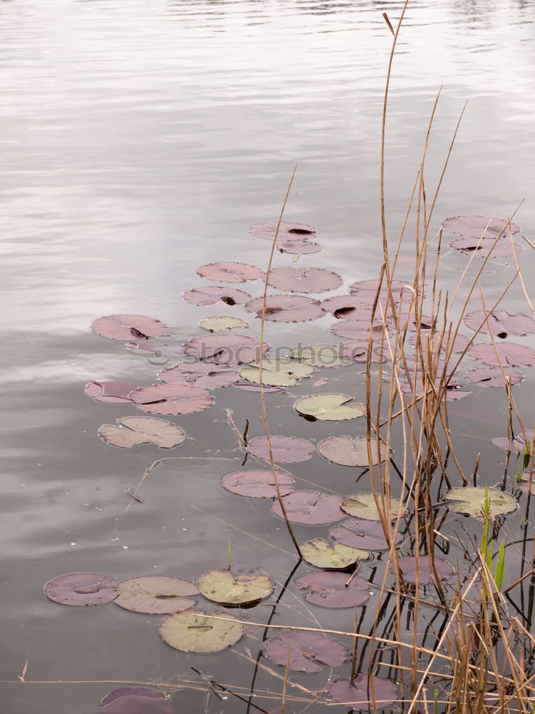 Similar – snakes Water Winter Plant