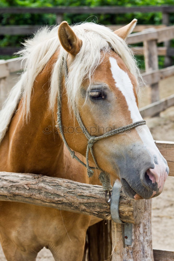 Similar – horse head, stable doors