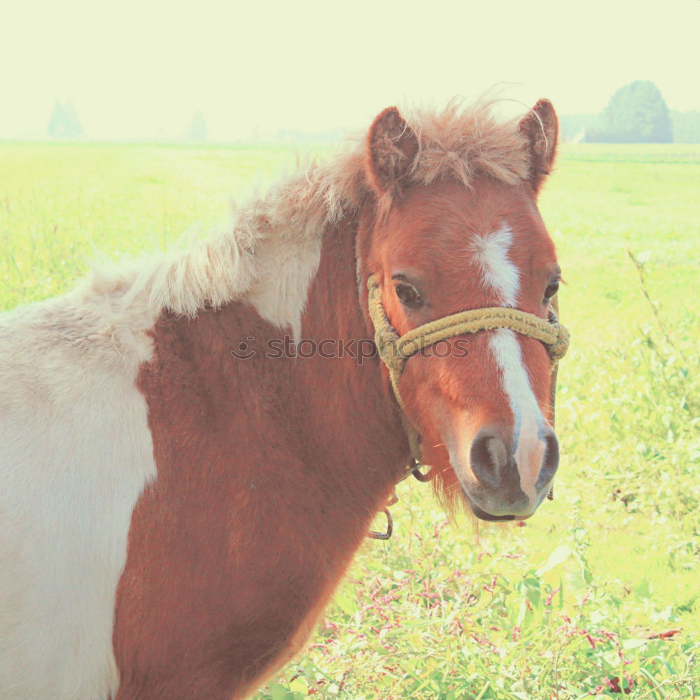 Similar – Lonely. Animal Horse