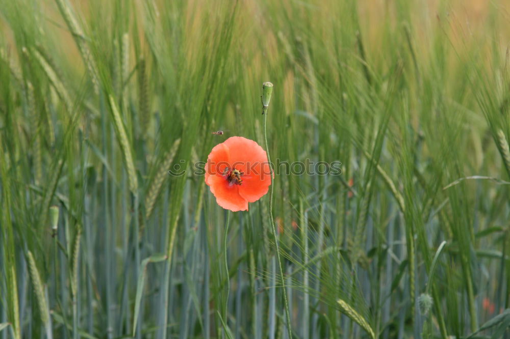 Similar – Image, Stock Photo last Flower Red Green