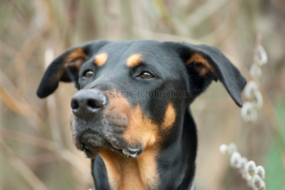 Similar – Image, Stock Photo Innocent Pet Dog Puppy 1