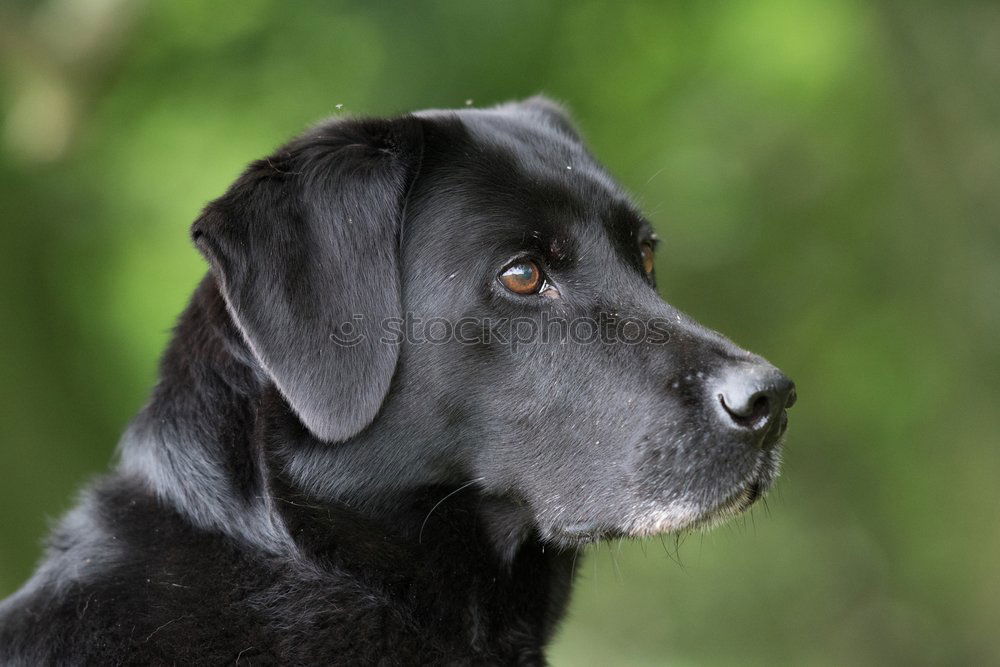 Similar – Image, Stock Photo Silverbacked Dogs Animal 1