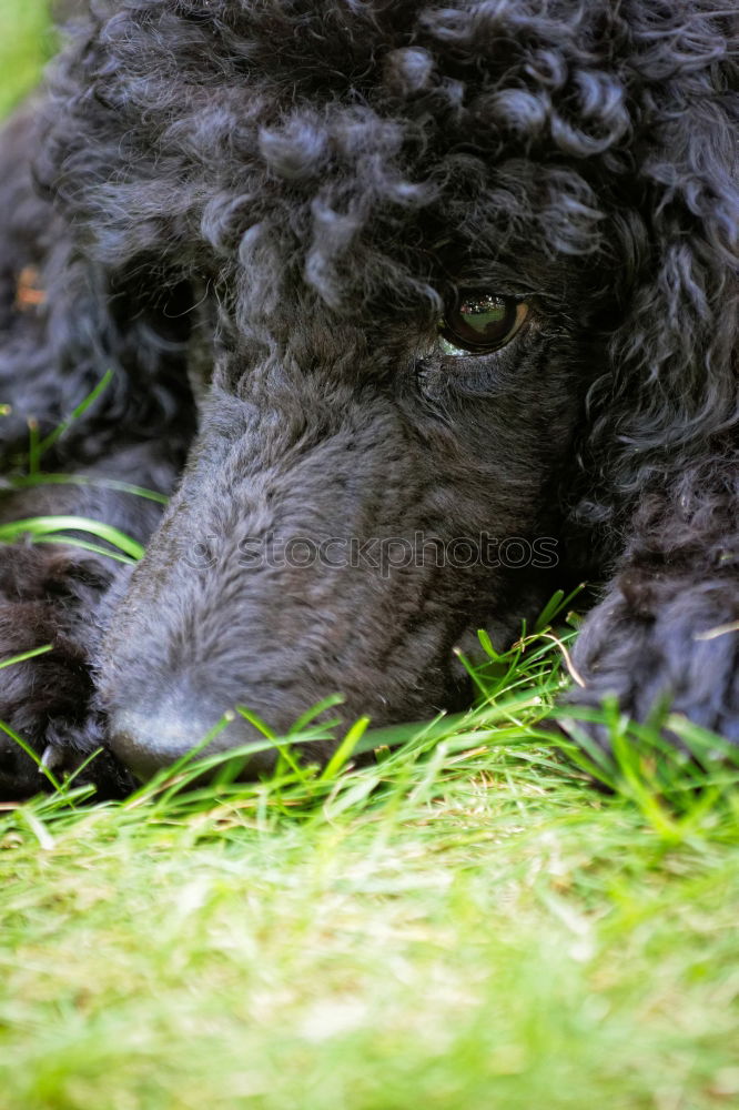 Similar – Image, Stock Photo Australian Shepherd Nature