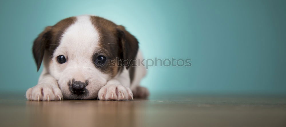 Similar – Image, Stock Photo Boston Terrier Puppy