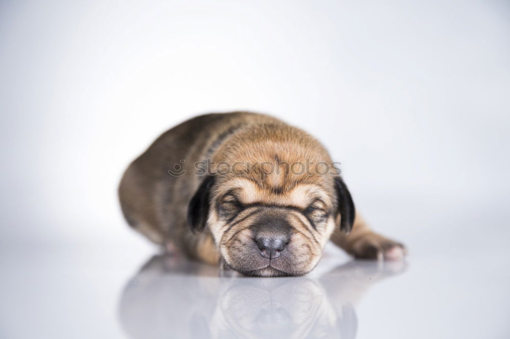 Similar – Image, Stock Photo Dogs Nose Animal Pelt