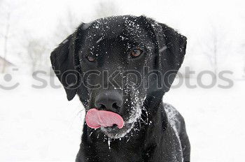 Similar – Image, Stock Photo trainee Winter Snow Animal