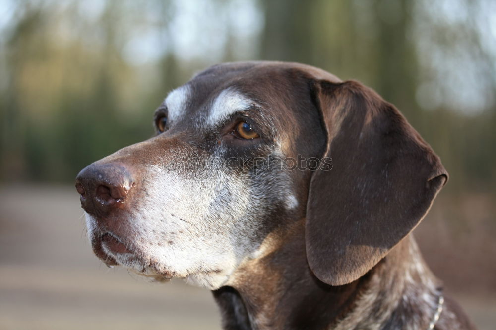 Similar – Image, Stock Photo Silverbacked Dogs Animal 1