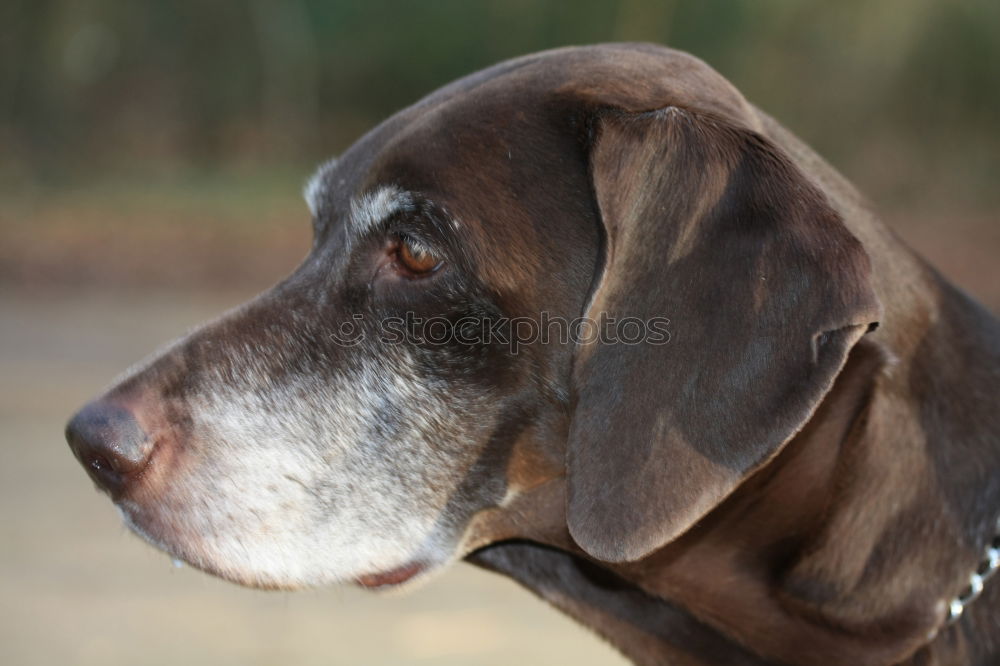 Similar – Funny dog sitting on beach