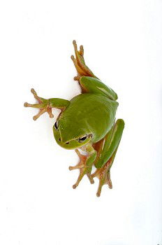 Similar – cute green frog on furniture