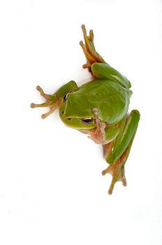 Similar – cute green frog on furniture