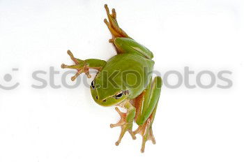 Similar – Image, Stock Photo green tree frog climbing on wooden plank