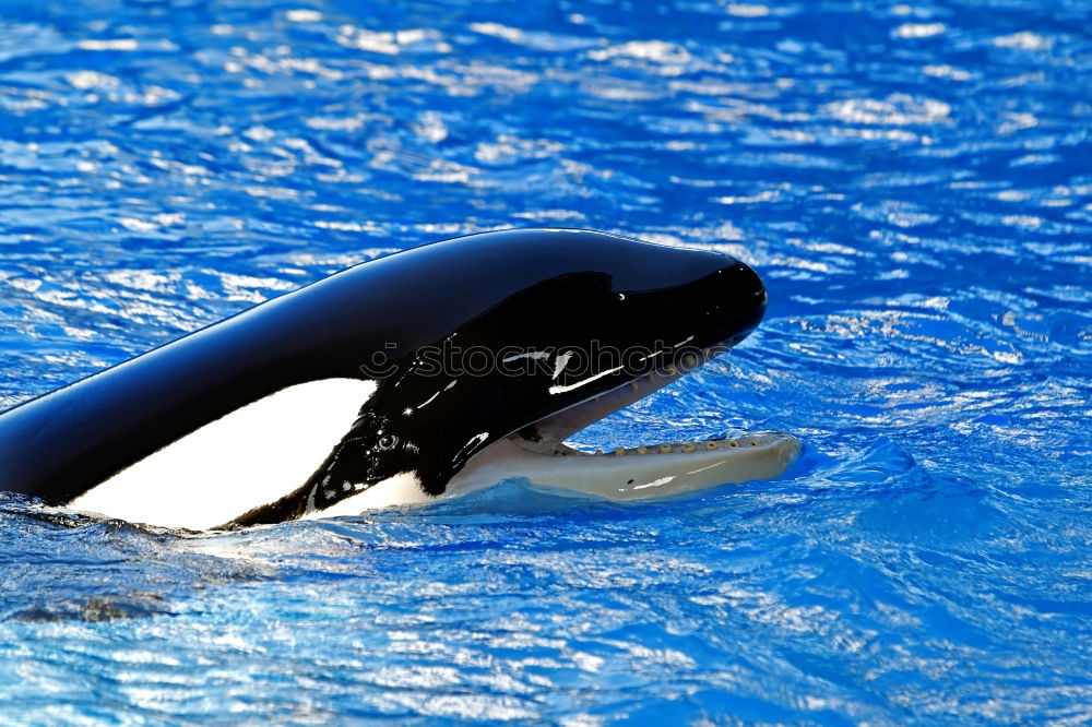 Similar – Image, Stock Photo Funny dolphins in the pool during a show at a zoo