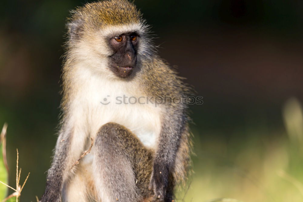 Similar – Image, Stock Photo Enjoy the sun Fruit Banana