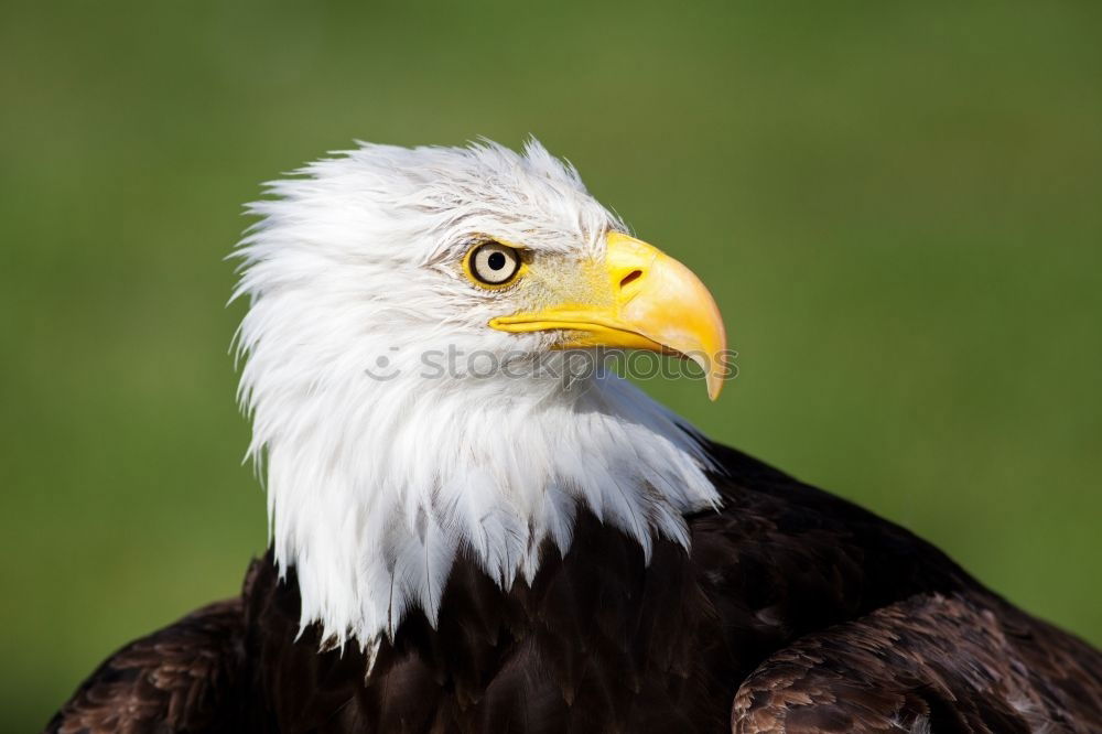 Similar – bald eagle Eagle Bird