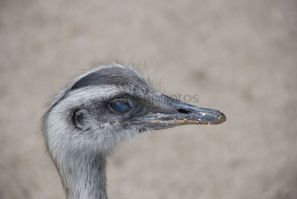 Similar – Early riser? ostrich Bird