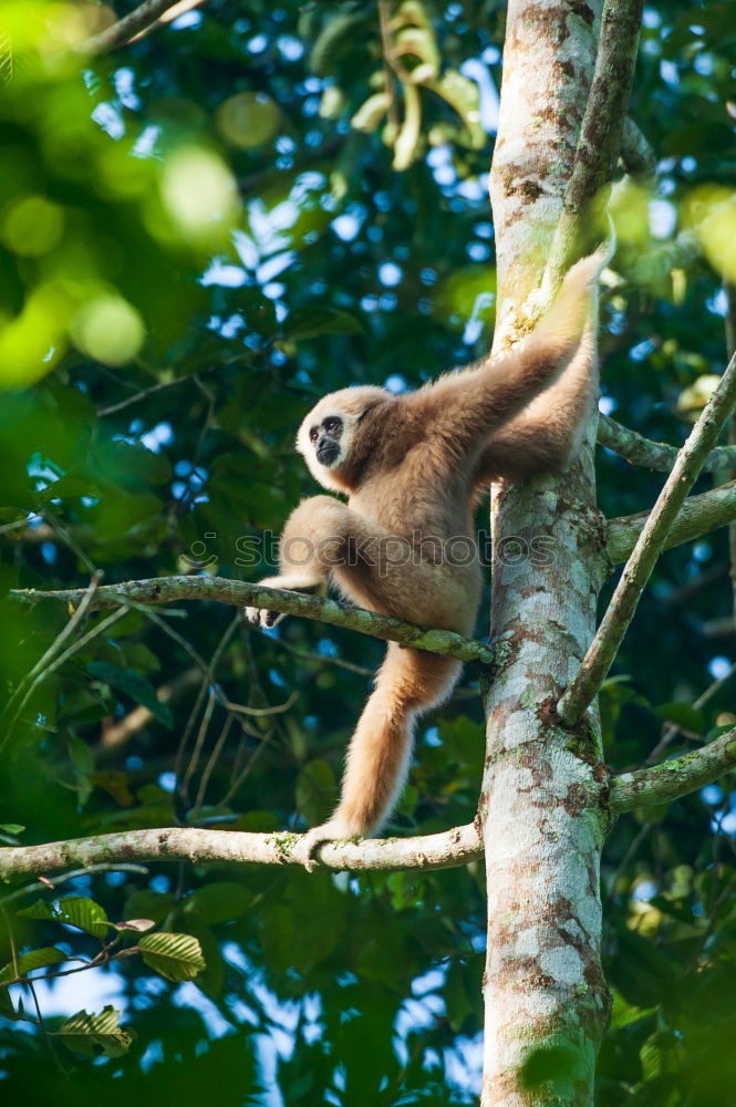 Similar – Image, Stock Photo Sloth in Costa Rica 2