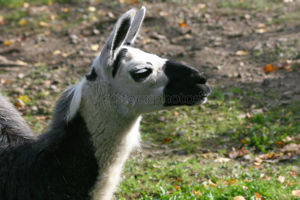 Similar – Image, Stock Photo North Sea Lamb Animal