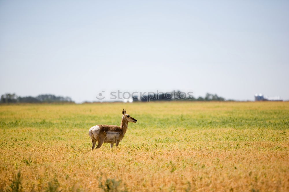 Lonely deer on the meadow