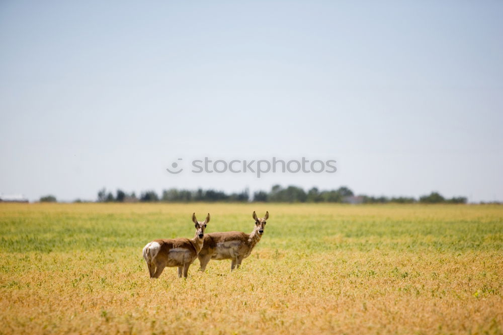 Similar – Foto Bild rehlein Natur Landschaft