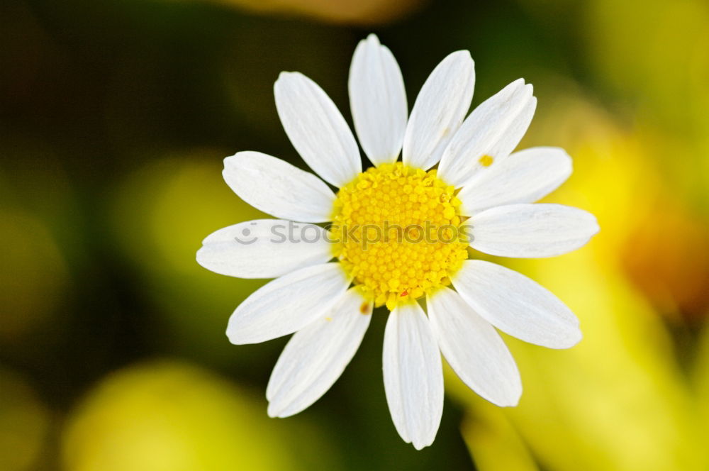 Similar – Image, Stock Photo Small Flowers Stamen stamp