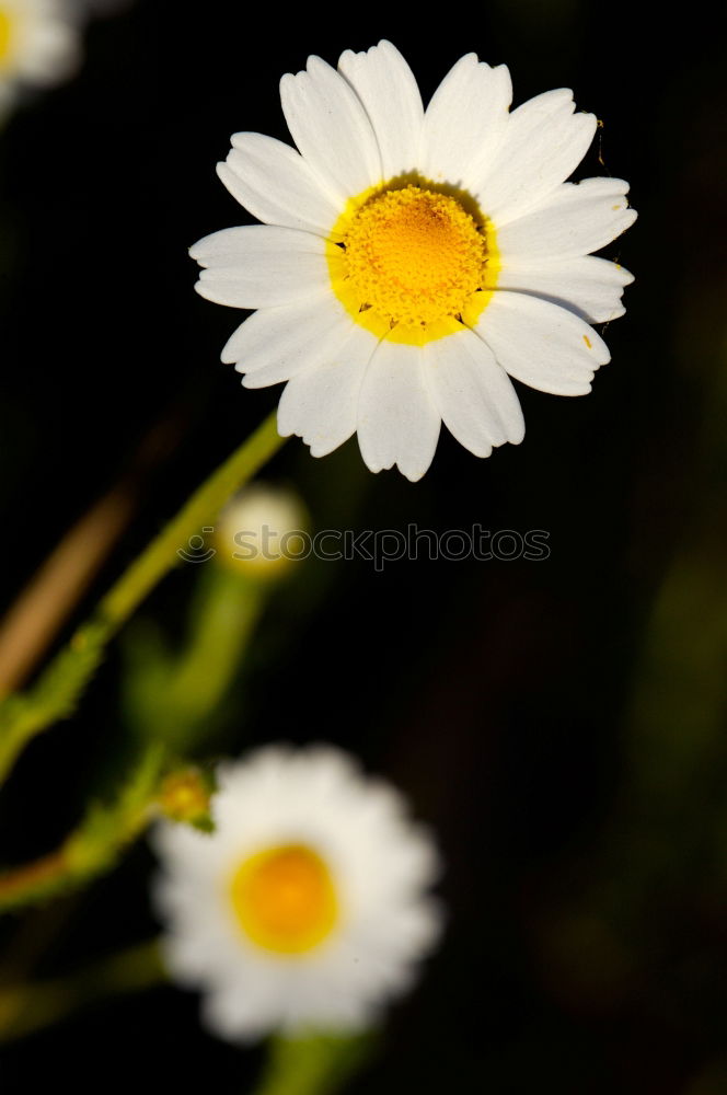 Similar – Image, Stock Photo Withered flower Flower