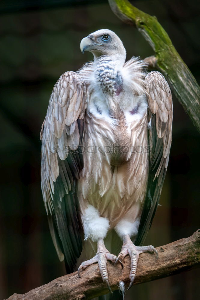 Similar – Foto Bild Mittagsschlaf Taube Vogel