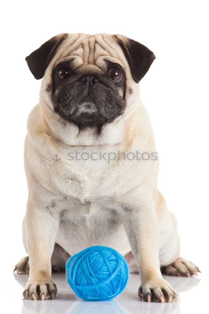 Similar – cute small dog sitting and waiting to eat