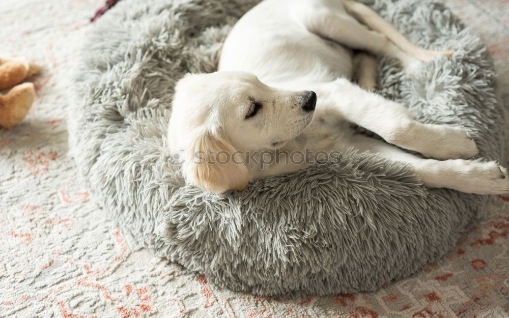 Similar – Image, Stock Photo Socks fluffy fur Feet