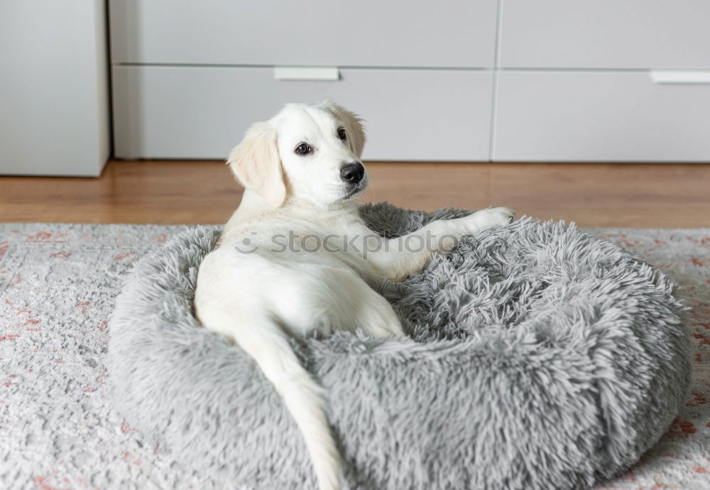 Similar – Image, Stock Photo colour harmony Animal Dog