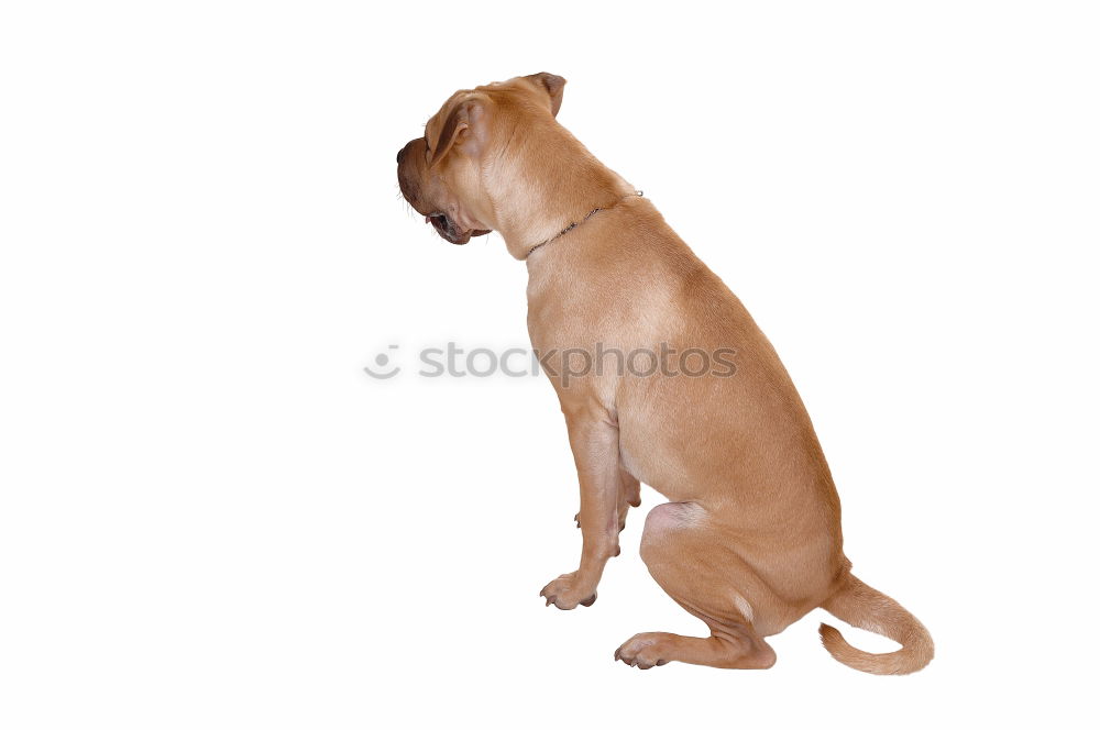 Similar – Image, Stock Photo shadow dog Dog Animal