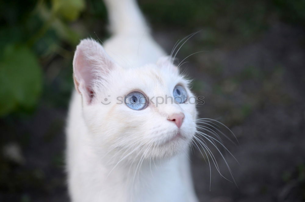 Similar – Small white cat Beautiful