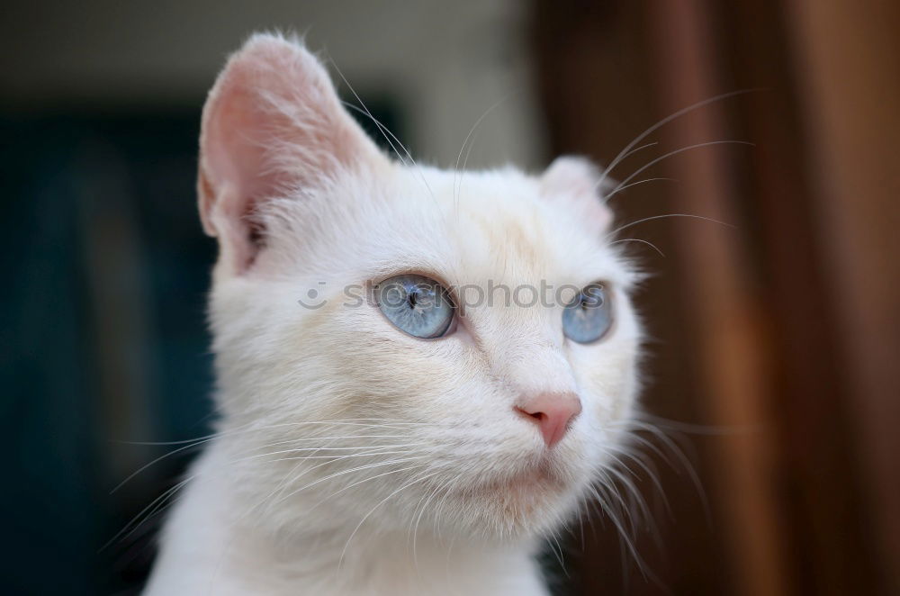 Similar – Image, Stock Photo cat Pet Fear Eyes watch