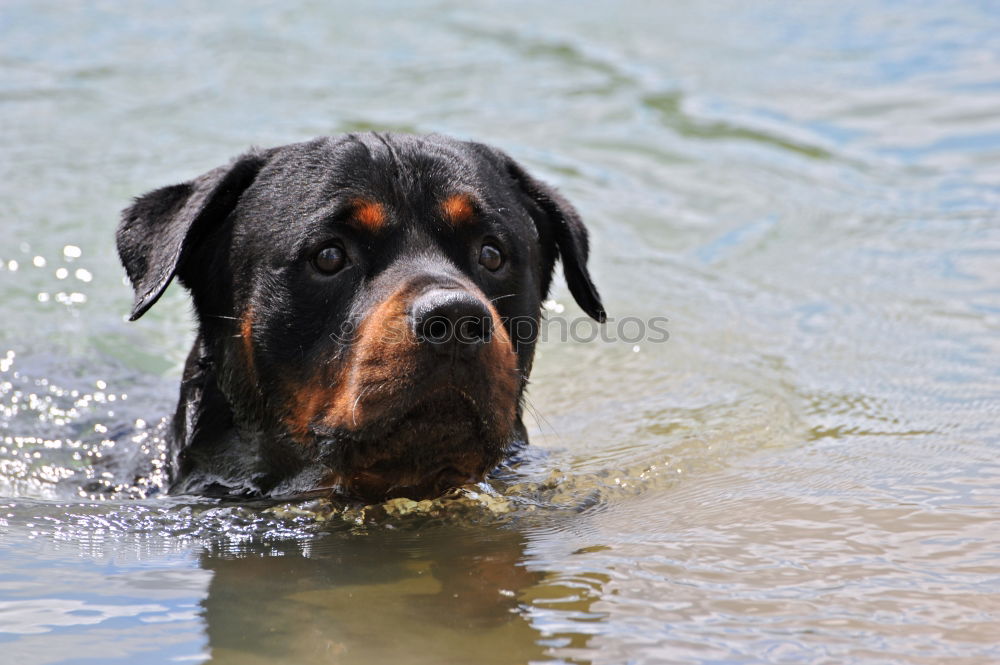 Similar – Foto Bild Dalmi_on_water Hund