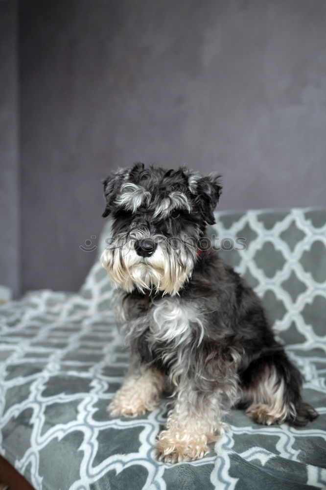 Similar – nice water dog on the sofa looks in front