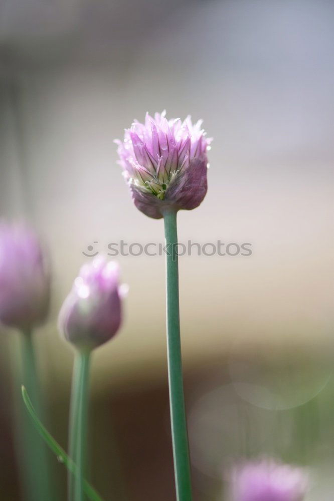 Similar – Snail in the flower field.