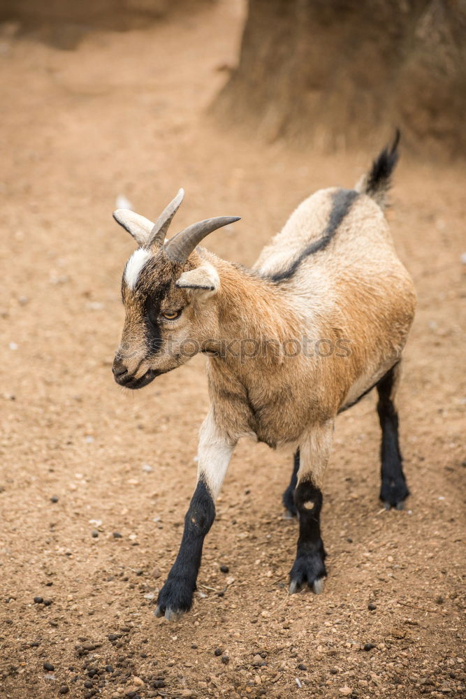 Similar – Image, Stock Photo sheep family Nature Animal