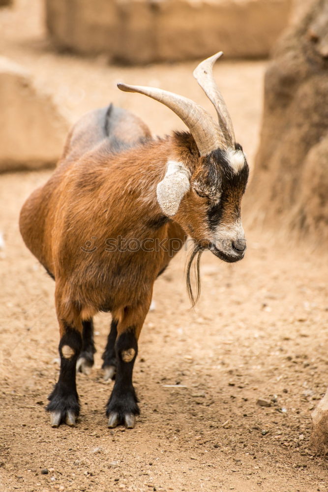 Similar – Image, Stock Photo newborn goat in the hay