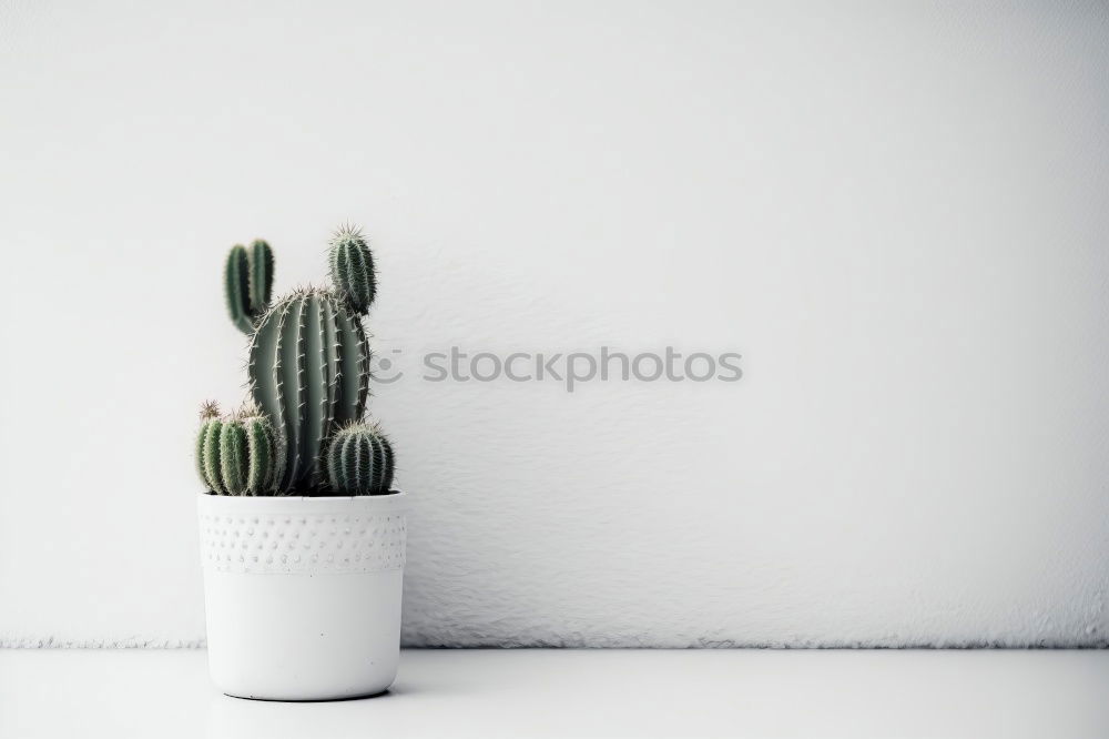 Similar – Aloe Vera plant in flower pot