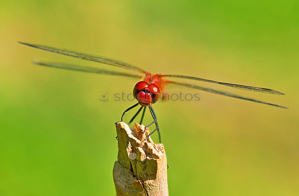 Similar – Image, Stock Photo dragonfly Lifestyle