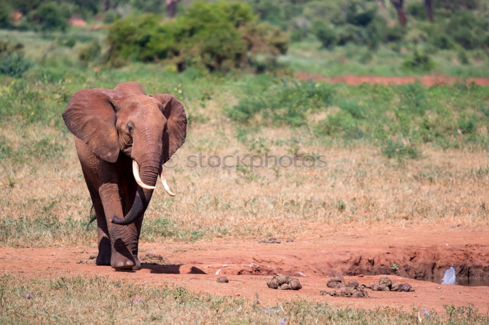 Similar – Image, Stock Photo baby elephant Elephant